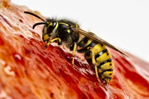 Common wasp (Vespula vulgaris) feeding on bread and jam. Monmouthshire, Wales, UK. March Common wasp (Vespula vulgaris) feeding on bread and jam. Monmouthshire, Wales, UK. March