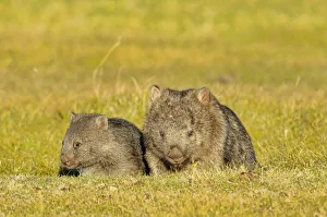 Common wombat (Vombatus ursinus) mother and joey, Tasmania, Australia Common wombat (Vombatus ursinus) mother and joey, Tasmania, Australia