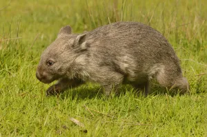 Common wombat (Vombatus ursinus) Tasmania, Australia Common wombat (Vombatus ursinus) Tasmania, Australia