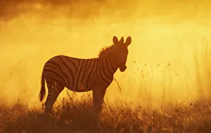 Common zebra (Equus quagga) foal in dusty sunset, Etosha National Park, Namibia Common zebra (Equus quagga) foal in dusty sunset, Etosha National Park, Namibia