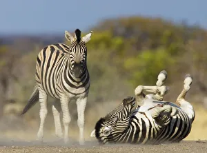Common zebra {Equus quagga} rolling on ground, dustbathing, Etosha national park, Namibia Common zebra {Equus quagga} rolling on ground, dustbathing, Etosha national park, Namibia