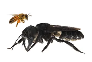 Composite image of Wallaceas giant bee (Megachile pluto) with European honey bee (Apis melifera) Composite image of Wallaceas giant bee (Megachile pluto) with European honey bee (Apis melifera)