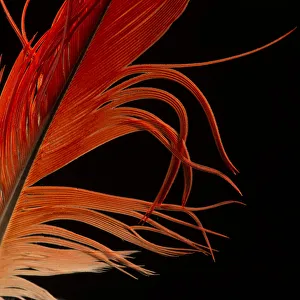 Congo African Grey Parrot (Psittacus erithacus) tail feather against black background Congo African Grey Parrot (Psittacus erithacus) tail feather against black background