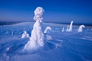 Conifer trees laden with snow in winter landscape, Kuusamo, northern Finland, February Conifer trees laden with snow in winter landscape, Kuusamo, northern Finland, February