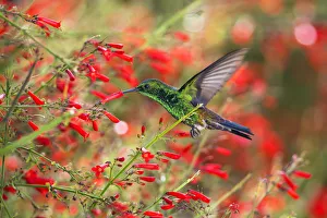 Copper-rumped hummingbird (Saucerottia tobaci) feeding, Tobago, West Indies Copper-rumped hummingbird (Saucerottia tobaci) feeding, Tobago, West Indies