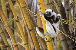 Coquerels sifaka (Propithecus coquereli) female with young on back climbing in bamboo Coquerels sifaka (Propithecus coquereli) female with young on back climbing in bamboo