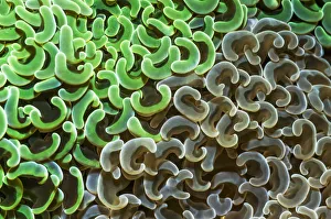 Coral (Euphyllia ancora) polyps brown and green. Lembeh Strait, North Sulawesi, Indonesia Coral (Euphyllia ancora) polyps brown and green. Lembeh Strait, North Sulawesi, Indonesia