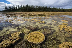 Coral formations at low tide in Prony Bay in the Southern Lagoon, Lagoons of New Caledonia Coral formations at low tide in Prony Bay in the Southern Lagoon, Lagoons of New Caledonia