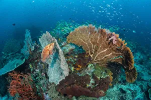 Coral grouper (Cephalopholis miniata) waits in ambush, hiding against a seafan Coral grouper (Cephalopholis miniata) waits in ambush, hiding against a seafan