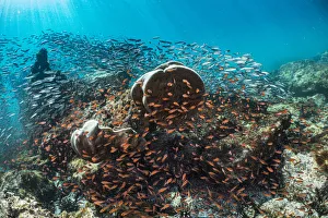Coral heads surrounded by Blacktip cardinalfish (Apogon atradorsatus Coral heads surrounded by Blacktip cardinalfish (Apogon atradorsatus