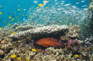 Coral hind (Cephalopholis miniata) lying in ambush under table coral on reef Coral hind (Cephalopholis miniata) lying in ambush under table coral on reef