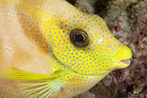 Coral Rabbitfish (Siganus corallinus) portrait, Tubbataha Reef Natural Park, UNESCO Coral Rabbitfish (Siganus corallinus) portrait, Tubbataha Reef Natural Park, UNESCO
