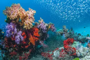 Coral reef with soft corals (Dendronephthya sp.), encrusting sponges and Pygmy sweepers Coral reef with soft corals (Dendronephthya sp.), encrusting sponges and Pygmy sweepers