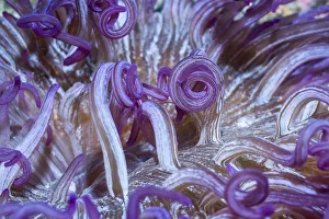 Corkscrew or Long tentacle anemone (Macrodactyla doreensis). Lembeh Strait, North Sulawesi Corkscrew or Long tentacle anemone (Macrodactyla doreensis). Lembeh Strait, North Sulawesi