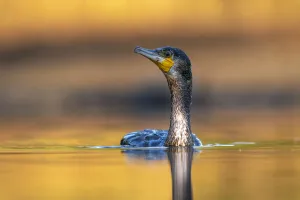 Cormorant (Phalacrocorax carbo) swimming on pond, Valkenhorst Nature Reserve Cormorant (Phalacrocorax carbo) swimming on pond, Valkenhorst Nature Reserve