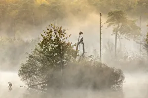 Cormorants (Phalacrocorax carbo) in early morning mist, Oisterwijkse Bossen en Cormorants (Phalacrocorax carbo) in early morning mist, Oisterwijkse Bossen en