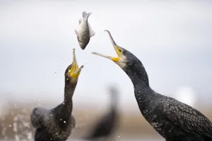 Cormorants (Phalacrocorax carbo) squabbling over fish, Lake Csaj, Kiskunsagi National Park Cormorants (Phalacrocorax carbo) squabbling over fish, Lake Csaj, Kiskunsagi National Park