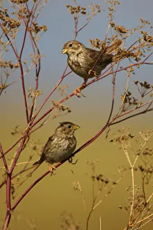 Two Corn buntings (Emberiza calandra) perching on vegetation, Bagerova Steppe Two Corn buntings (Emberiza calandra) perching on vegetation, Bagerova Steppe