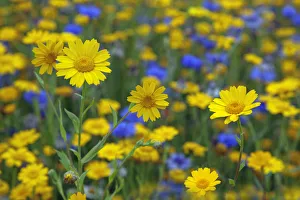 Corn Marigold (Chrysanthemum segetum) and Cornflowers (Centaurea) in flower, July Corn Marigold (Chrysanthemum segetum) and Cornflowers (Centaurea) in flower, July