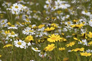 Corn Marigold (Chrysanthemum segetum) and Scentless mayweed (Tripleurospermum inodorum) Corn Marigold (Chrysanthemum segetum) and Scentless mayweed (Tripleurospermum inodorum)