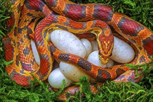 Corn snake (Pantherophis guttatus), female with recently laid eggs, captive Corn snake (Pantherophis guttatus), female with recently laid eggs, captive