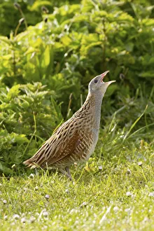 Corncrake (Crex crex) calling at dawn on machair , North Uist, Outer Hebrides, Scotland Corncrake (Crex crex) calling at dawn on machair , North Uist, Outer Hebrides, Scotland