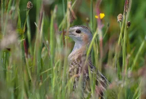 Corncrake (Crex crex) hidden in meadow, Balranald RSPB Nature Reserve, North Uist Corncrake (Crex crex) hidden in meadow, Balranald RSPB Nature Reserve, North Uist