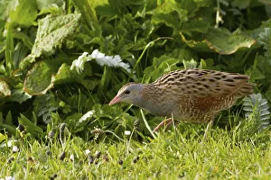 Corncrake (Crex crex) walking at dawn on Machair, North Uist, Scotland, UK, June Corncrake (Crex crex) walking at dawn on Machair, North Uist, Scotland, UK, June
