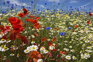 Cornfield annual summer wildflowers growing on one of the plant charity Landlife's Cornfield annual summer wildflowers growing on one of the plant charity Landlife's