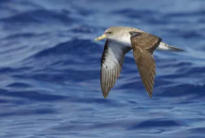 Corys Shearwater (Calonectris diomedea) in flight, over Atlantic Ocean, Madeira Corys Shearwater (Calonectris diomedea) in flight, over Atlantic Ocean, Madeira