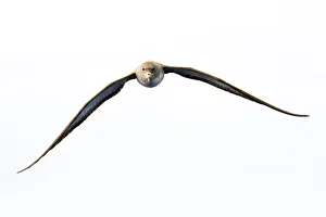 Corys shearwater (Calonectris diomedea) in flight, Pico, Azores, Portugal, June 2009 Corys shearwater (Calonectris diomedea) in flight, Pico, Azores, Portugal, June 2009
