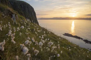 Cotton grass (Eriophorum angustifolium) growing on Garbh Eilean with the Isle of Lewis behind Cotton grass (Eriophorum angustifolium) growing on Garbh Eilean with the Isle of Lewis behind