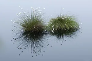 Cotton Grass (Eriophorum vaginatum) growing in water. Goldenstater Moor, Niedersachsen, Germany Cotton Grass (Eriophorum vaginatum) growing in water. Goldenstater Moor, Niedersachsen, Germany