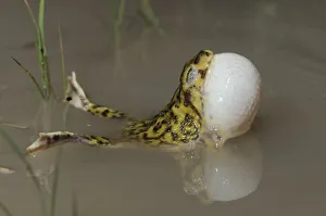 Couchs Spadefoot (Scaphiopus couchii) adult at night calling with vocal sac inflated Couchs Spadefoot (Scaphiopus couchii) adult at night calling with vocal sac inflated