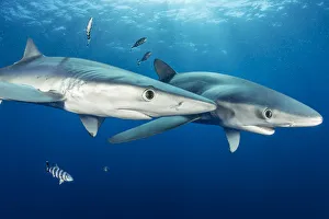 Couple of Blue shark (Prionace glauca) and Pilot fish (Naucrates ductor), Pico Island Couple of Blue shark (Prionace glauca) and Pilot fish (Naucrates ductor), Pico Island