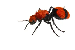 Cow killer velvet ant (Dasymutilla occidentalis) on white background, Tuscaloosa County Cow killer velvet ant (Dasymutilla occidentalis) on white background, Tuscaloosa County
