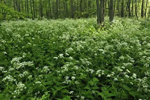 Cow parsley (Anthriscus sylvestris) growing in woodland, Slitere National Park, Latvia Cow parsley (Anthriscus sylvestris) growing in woodland, Slitere National Park, Latvia