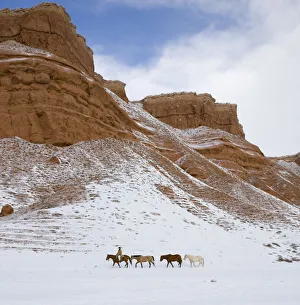 Cowboy leading Quarter horses pack train in the snow at Flitner Ranch, Shell, Wyoming, USA Cowboy leading Quarter horses pack train in the snow at Flitner Ranch, Shell, Wyoming, USA