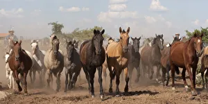 Cowboys rounding up a band of Criollo pure pedigree mares and foals, Estancia Ita Maria Cowboys rounding up a band of Criollo pure pedigree mares and foals, Estancia Ita Maria