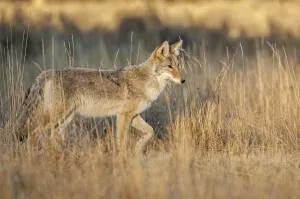 Coyote (Canis latran) in sagebrush grassland, Yellowstone National Park, Wyoming, USA Coyote (Canis latran) in sagebrush grassland, Yellowstone National Park, Wyoming, USA
