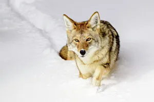 Coyote (Canis latrans) walking through deep winter snow Coyote (Canis latrans) walking through deep winter snow