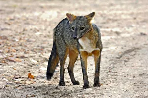 Crab-eating fox (Cerdocyon thous) Kaa-Lya National Park, South East Bolivia Crab-eating fox (Cerdocyon thous) Kaa-Lya National Park, South East Bolivia
