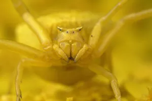 Crab spider (Thomisus onustus) yellow form, portrait, on yellow Yarrow (Achillea Crab spider (Thomisus onustus) yellow form, portrait, on yellow Yarrow (Achillea
