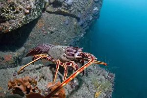 Crawfish / Spiny Lobster (Palinurus elephas). L'Etac, Sark, British Channel Islands, August Crawfish / Spiny Lobster (Palinurus elephas). L'Etac, Sark, British Channel Islands, August