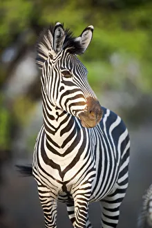 Crawshay's zebra (Equus quagga crawshayi), subspecies of Plains Zebra, on the banks of the Luangwa River Crawshay's zebra (Equus quagga crawshayi), subspecies of Plains Zebra, on the banks of the Luangwa River