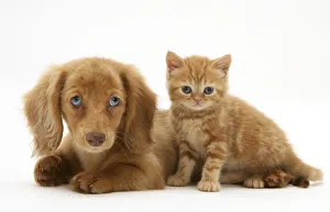 Cream Dapple Miniature Long-haired Dachshund puppy with British shorthair red tabby Cream Dapple Miniature Long-haired Dachshund puppy with British shorthair red tabby
