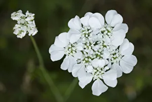 Cream scabious (Scabiosa ochroleuca) in flower, Lake Skadar National Park, Montenegro Cream scabious (Scabiosa ochroleuca) in flower, Lake Skadar National Park, Montenegro