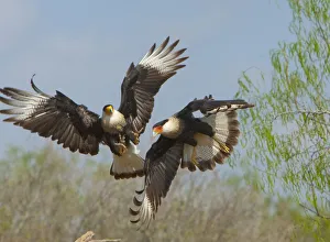 Crested caracaras (Caracara cheriway), midair aggressive interaction between two for Crested caracaras (Caracara cheriway), midair aggressive interaction between two for
