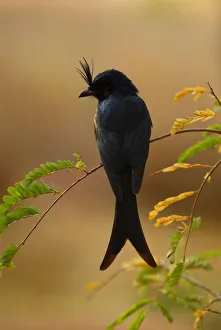 Crested drongo (Dicrurus forficatus) rear view, Berenty Reserve, Madagascar Crested drongo (Dicrurus forficatus) rear view, Berenty Reserve, Madagascar