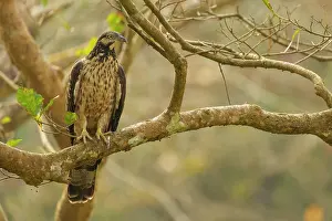 Accipitridae Species Photo Prints: Crested hawk-eagle (Nisaetus cirrhatus) perched in a tree
